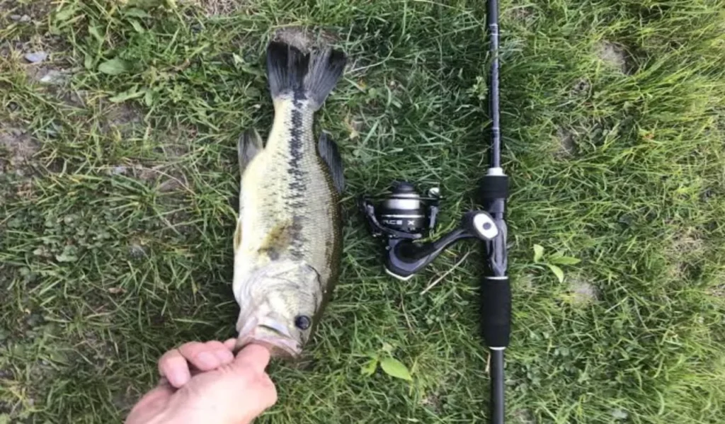 One Piece vs Two Piece Fishing Rod