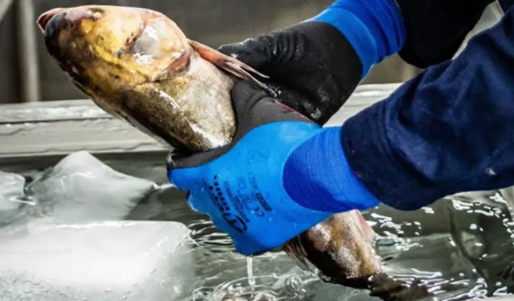 Best Fishing Gloves Guide: Protect Your Hands and Improve Grip 1 Types of Fishing Gloves