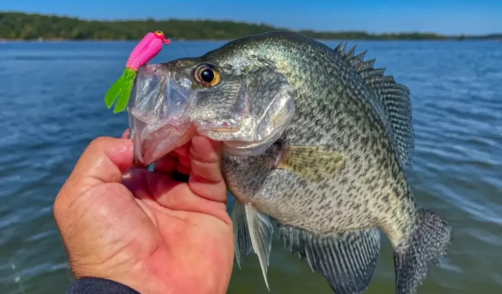 Best Lures and Baits for Crappie