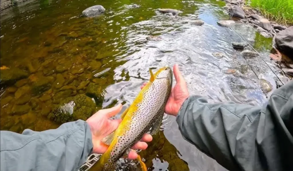Casting Techniques in Rivers