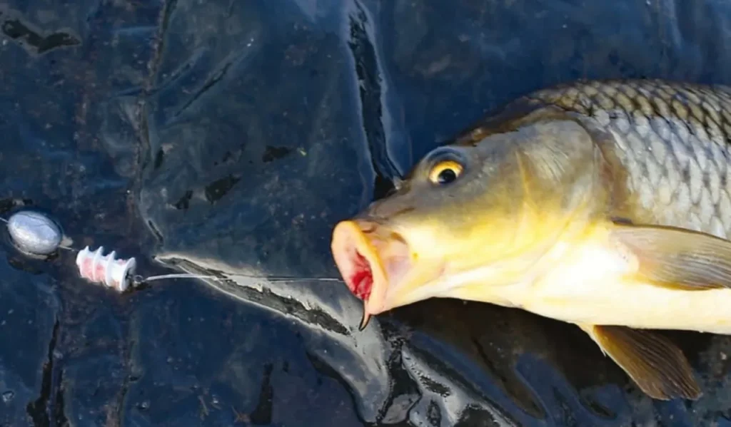 Choosing Baits for Carp