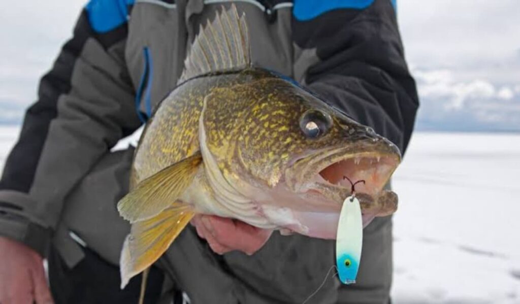 Choosing Lures and Jigs for Walleye 11zon