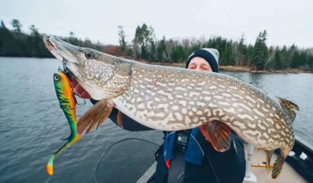 Choosing Lures and Baits for Pike