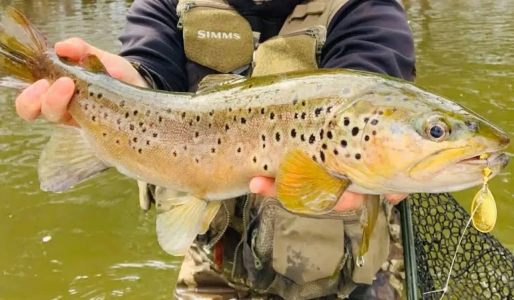 Effective Lures and Baits for Trout