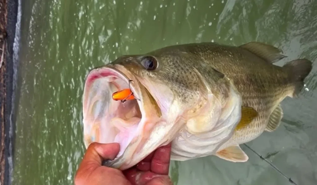 Fight the Fish with Patience