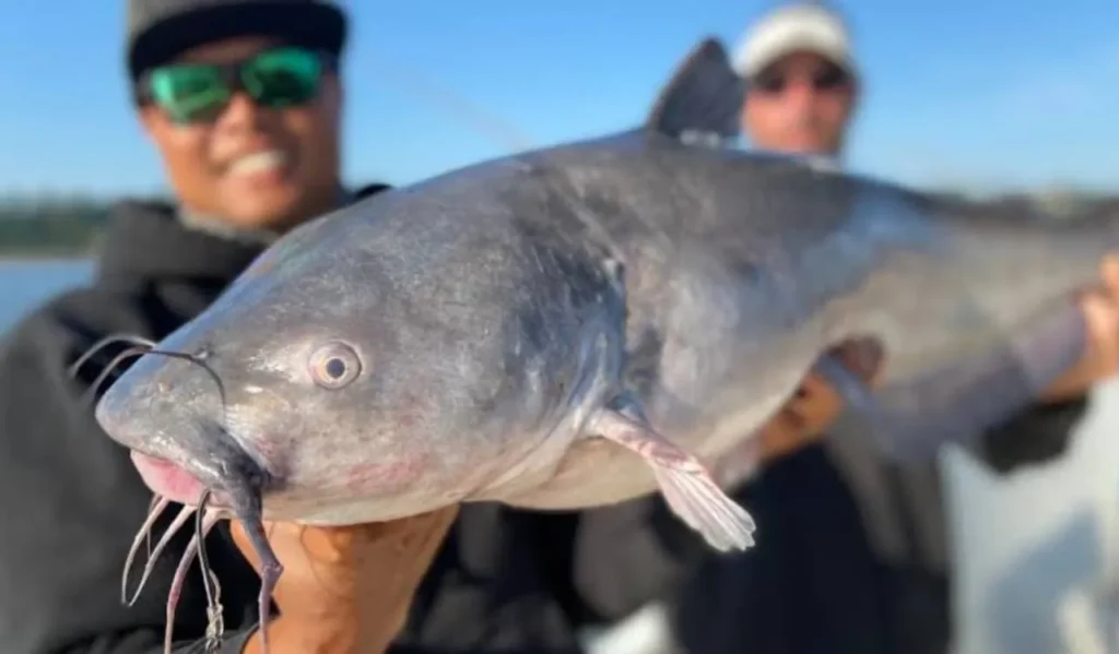 Fighting and Landing Catfish