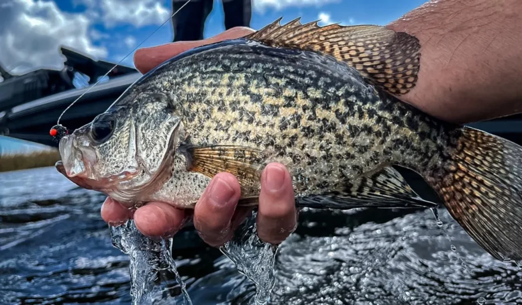 Fighting and Landing Crappie