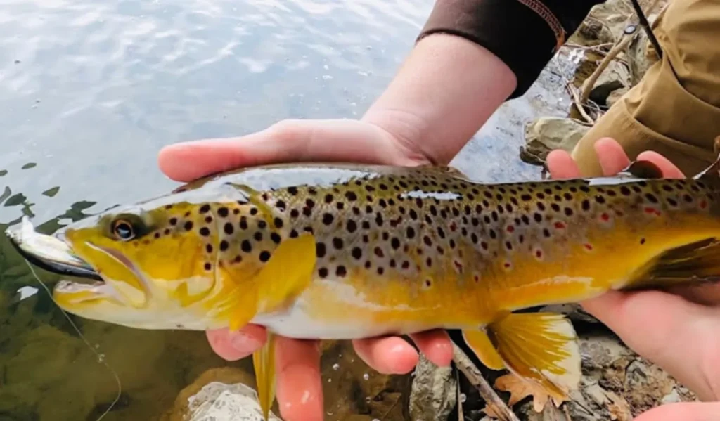 Fighting and Landing Trout Safely