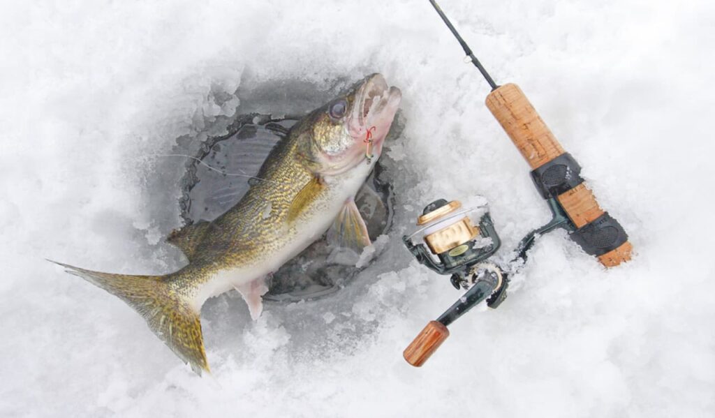 Fighting and Landing Walleye 11zon