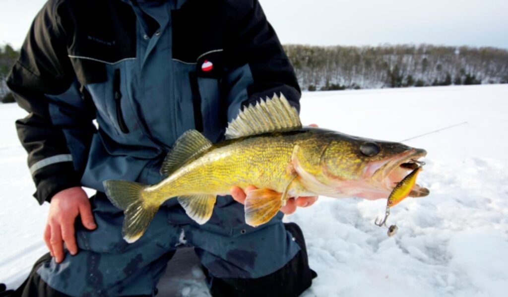 Fishing Walleye in Lakes and Ponds 11zon