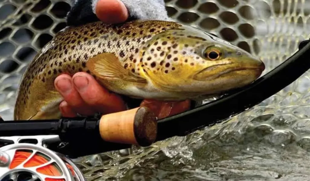 How to Fish Trout with Light Rods