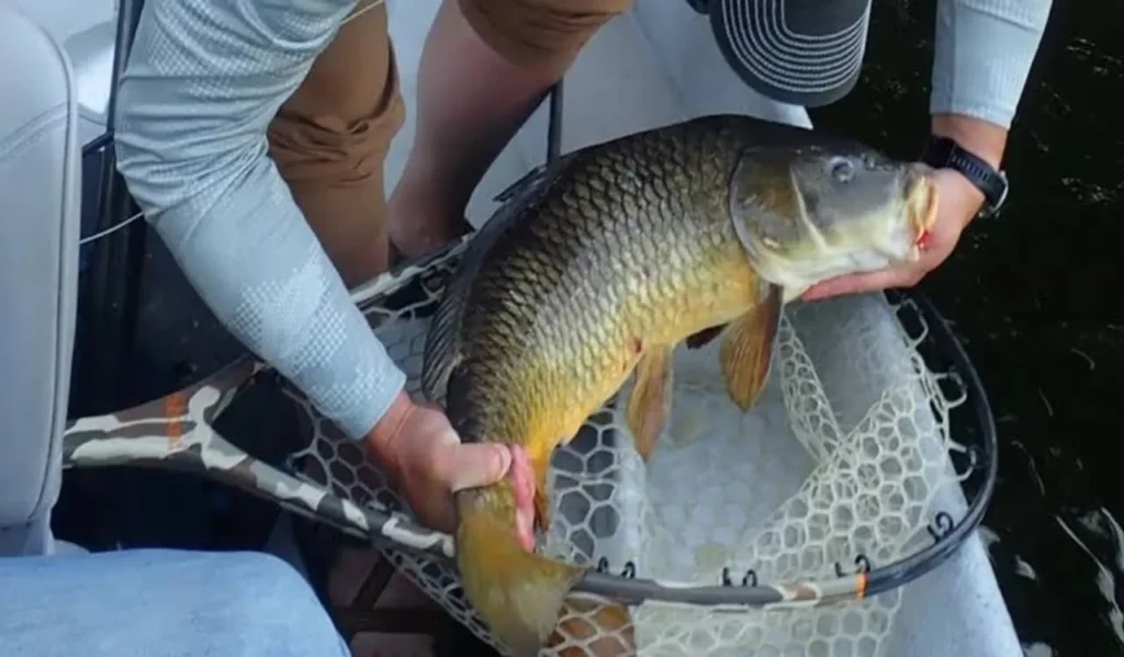 How to Fish for Carp with Spinning Reels