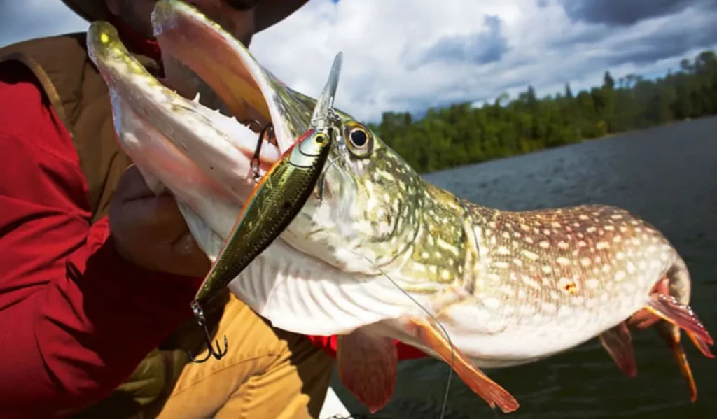 How to Fish for Pike with Casting Rods