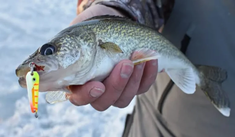 How to Fish for Walleye with Jigging Rods