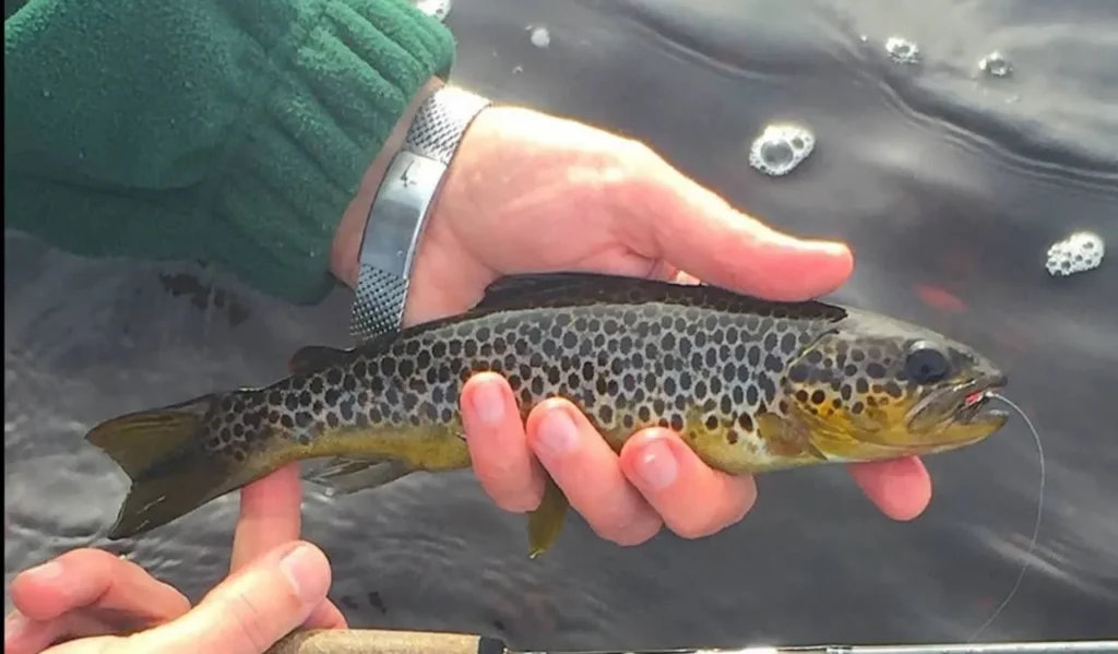 Landing and Handling Fish