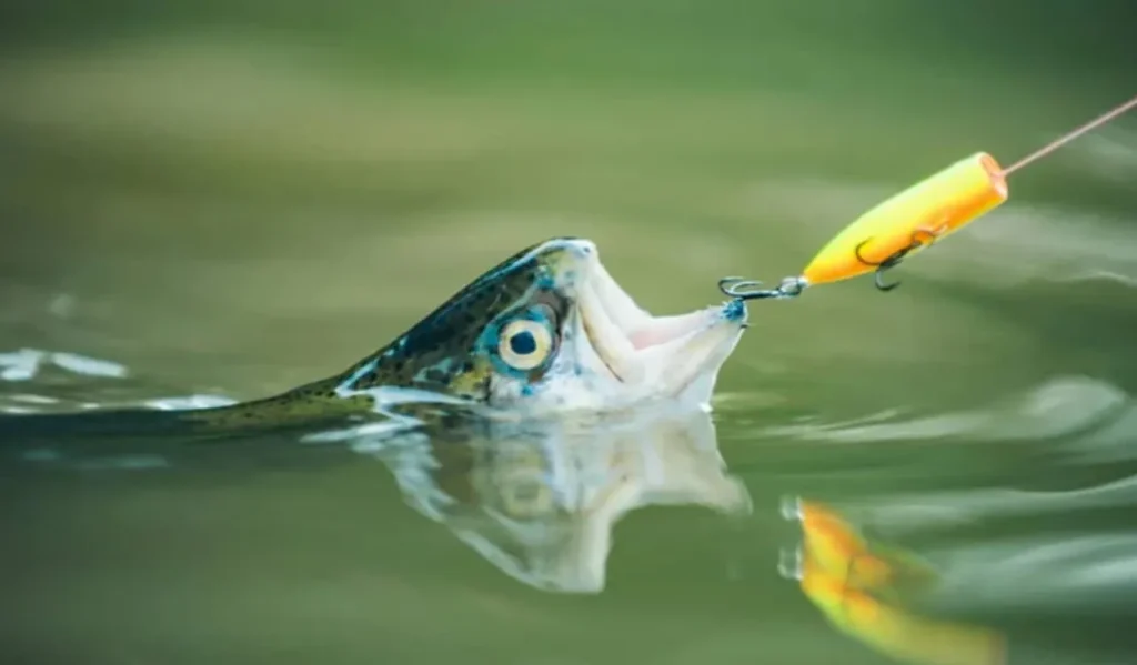 Reading the Bite Correctly